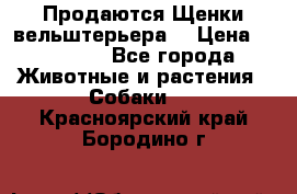 Продаются Щенки вельштерьера  › Цена ­ 27 000 - Все города Животные и растения » Собаки   . Красноярский край,Бородино г.